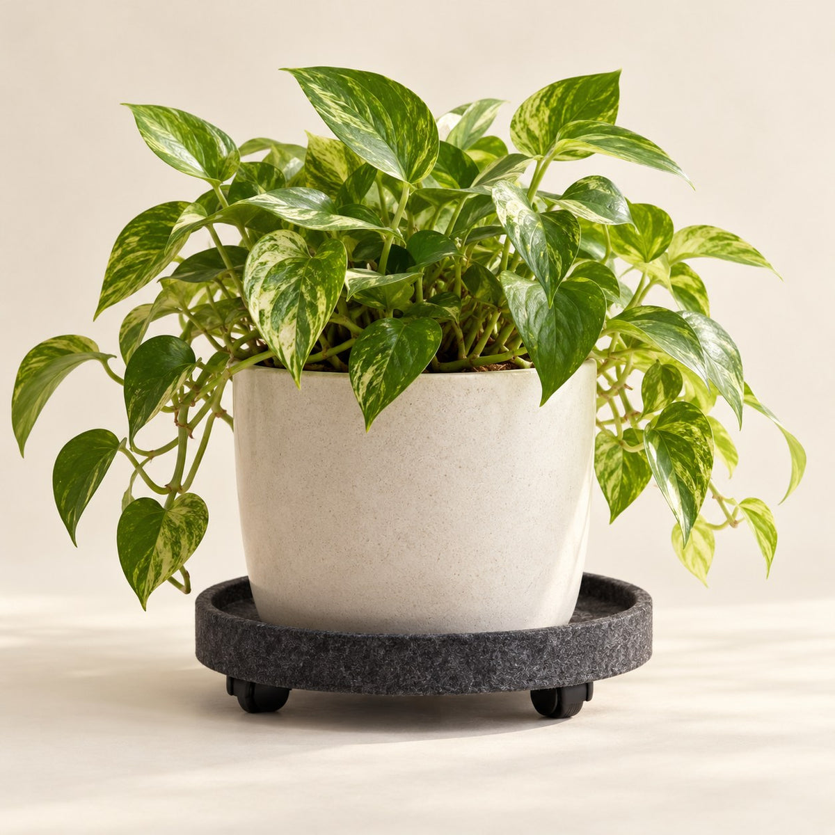 Recycled-Felt Plant Caddy — Product view